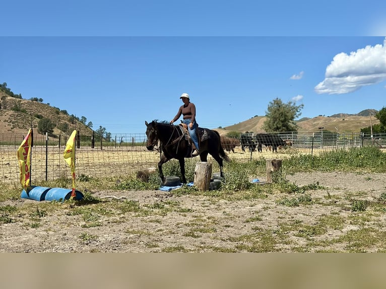 American Quarter Horse Stute 13 Jahre 155 cm Brauner in King City