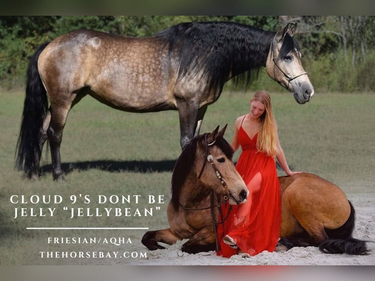 American Quarter Horse Mix Stute 13 Jahre 155 cm Buckskin in Eatonton, GA