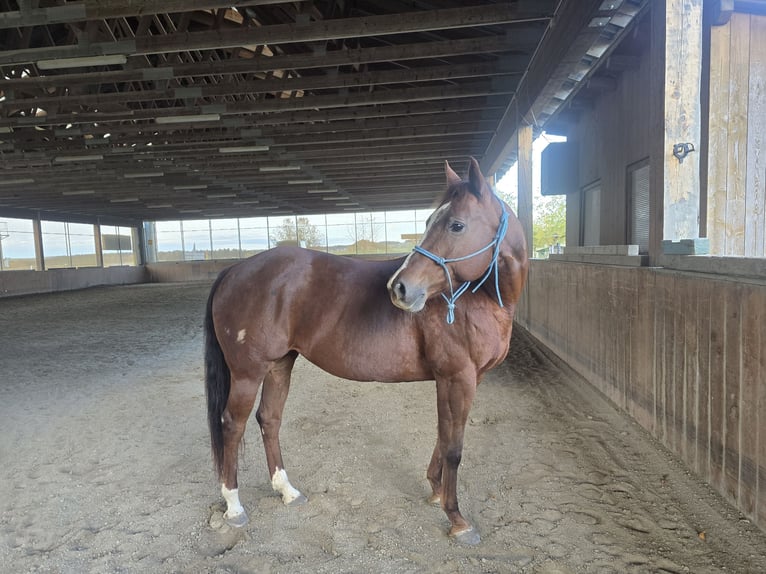 American Quarter Horse Stute 13 Jahre 155 cm Fuchs in Oberhofen am Irrsee American Quarter Horse Stute 13 Jahre 155 cm Fuchs in Oberhofen am Irrsee