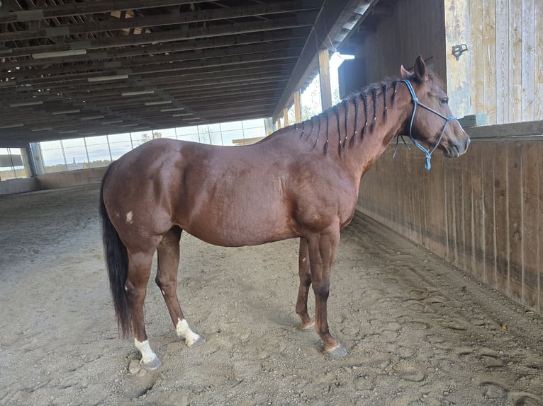 American Quarter Horse Stute 13 Jahre 155 cm Fuchs in Oberhofen am Irrsee American Quarter Horse Stute 13 Jahre 155 cm Fuchs in Oberhofen am Irrsee