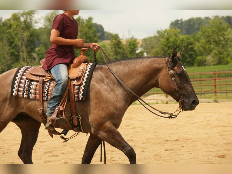 American Quarter Horse Stute 13 Jahre 155 cm Grullo in Fresno