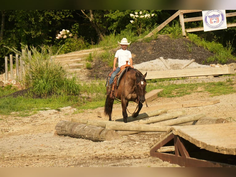 American Quarter Horse Stute 13 Jahre 155 cm Grullo in Fresno