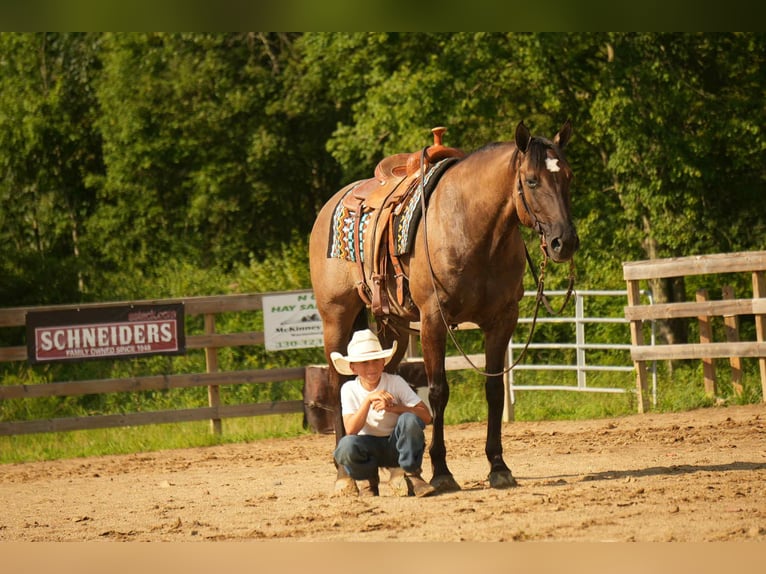 American Quarter Horse Stute 13 Jahre 155 cm Grullo in Fresno