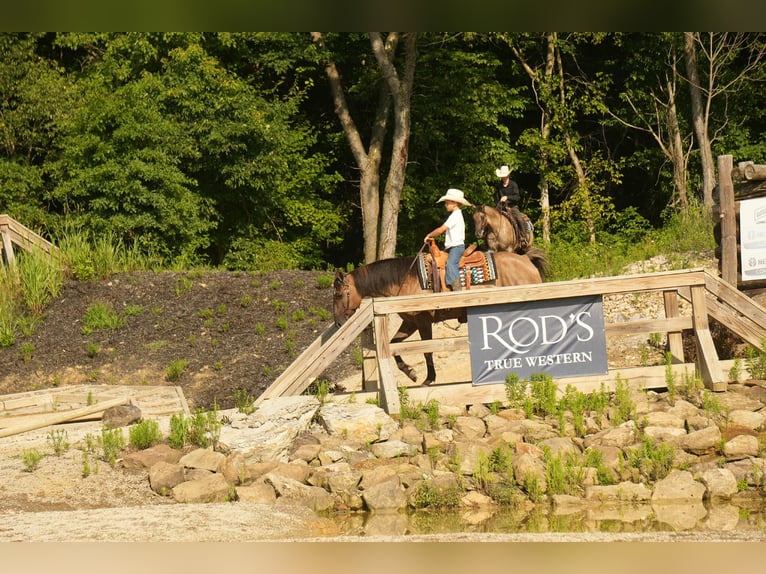 American Quarter Horse Stute 13 Jahre 155 cm Grullo in Fresno