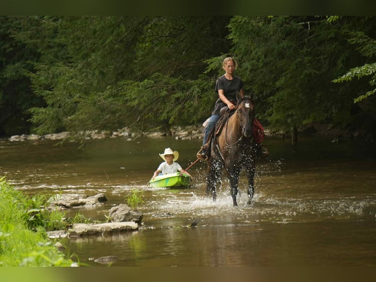 American Quarter Horse Stute 13 Jahre 155 cm Grullo in Fresno