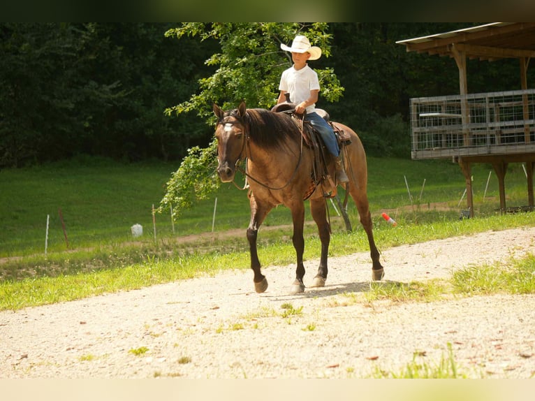 American Quarter Horse Stute 13 Jahre 155 cm Grullo in Fresno