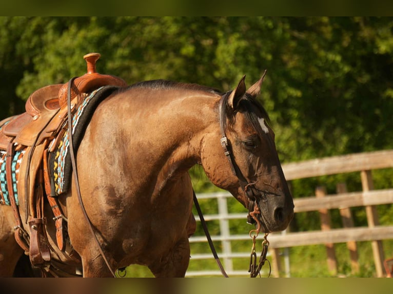 American Quarter Horse Stute 13 Jahre 155 cm Grullo in Fresno
