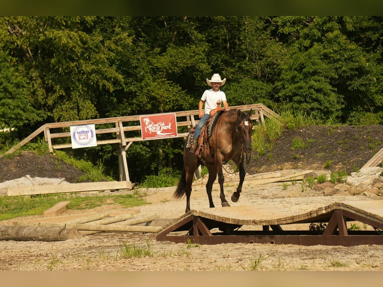 American Quarter Horse Stute 13 Jahre 155 cm Grullo in Fresno