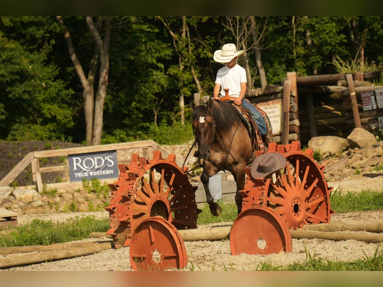 American Quarter Horse Stute 13 Jahre 155 cm Grullo in Fresno