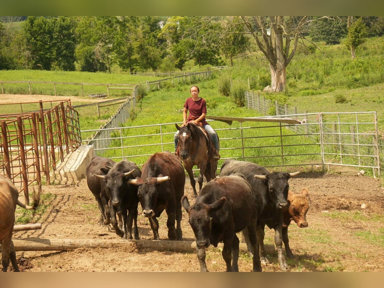American Quarter Horse Stute 13 Jahre 155 cm Grullo in Fresno