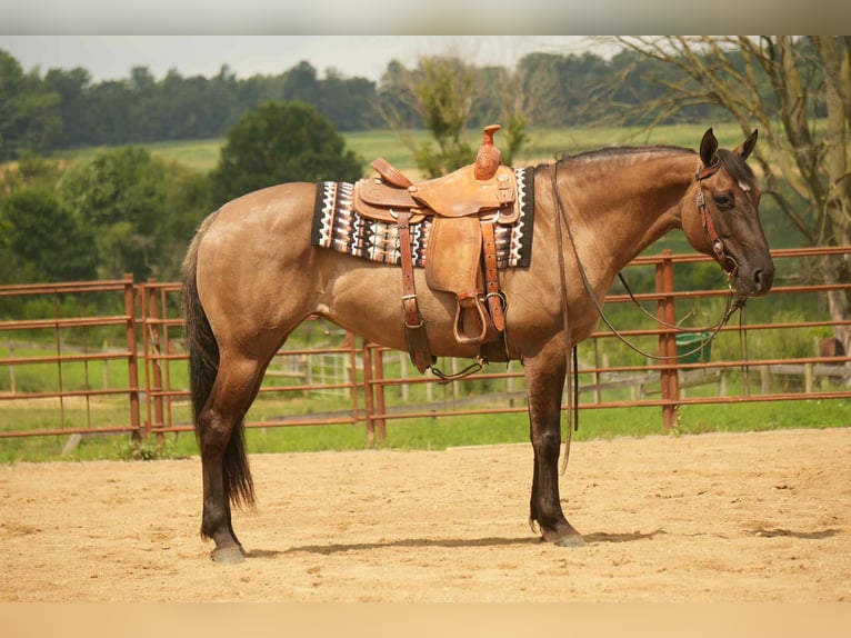 American Quarter Horse Stute 13 Jahre 155 cm Grullo in Fresno