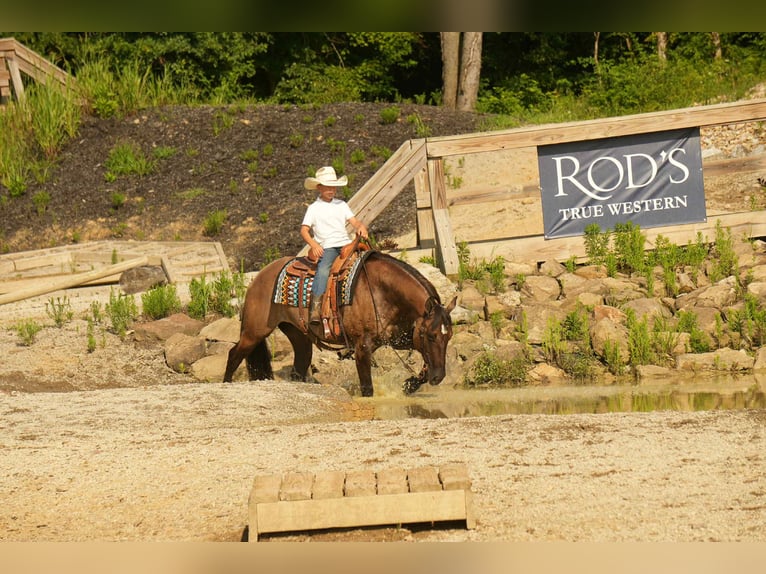 American Quarter Horse Stute 13 Jahre 155 cm Grullo in Fresno