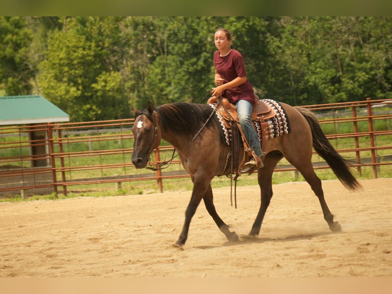 American Quarter Horse Stute 13 Jahre 155 cm Grullo in Fresno