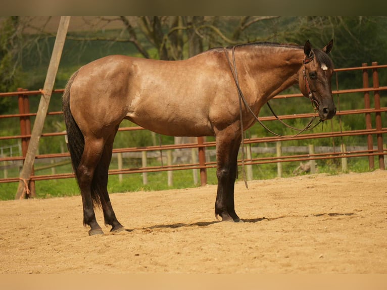 American Quarter Horse Stute 13 Jahre 155 cm Grullo in Fresno