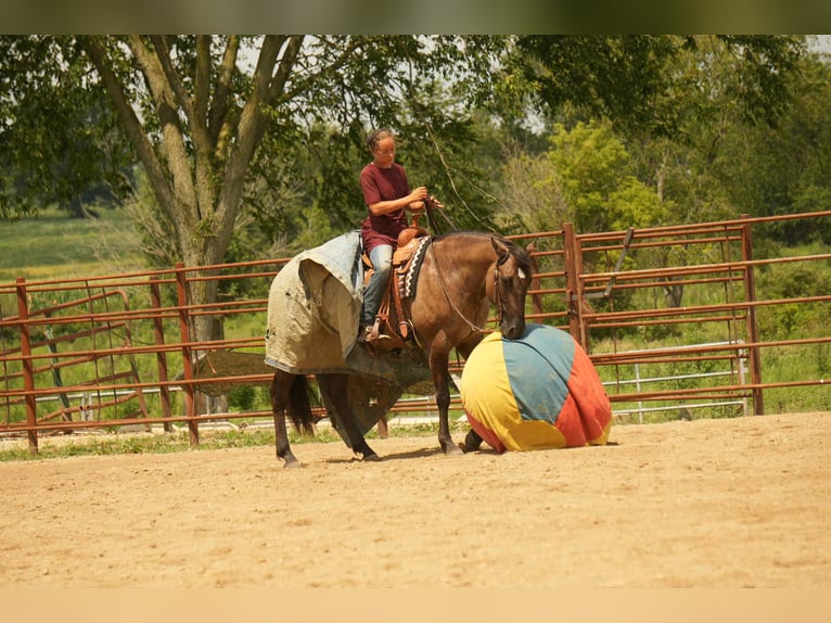American Quarter Horse Stute 13 Jahre 155 cm Grullo in Fresno