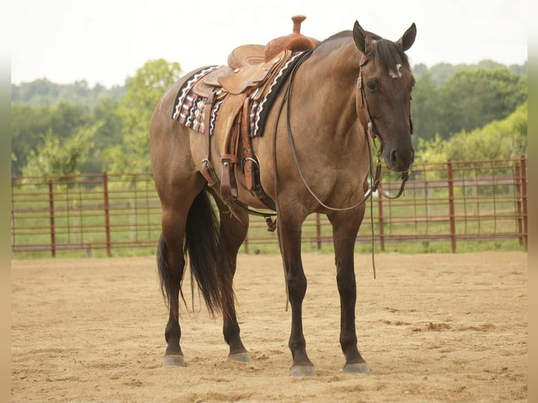 American Quarter Horse Stute 13 Jahre 155 cm Grullo in Fresno