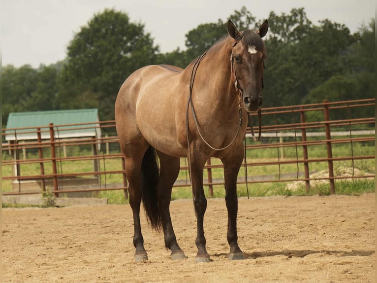 American Quarter Horse Stute 13 Jahre 155 cm Grullo in Fresno
