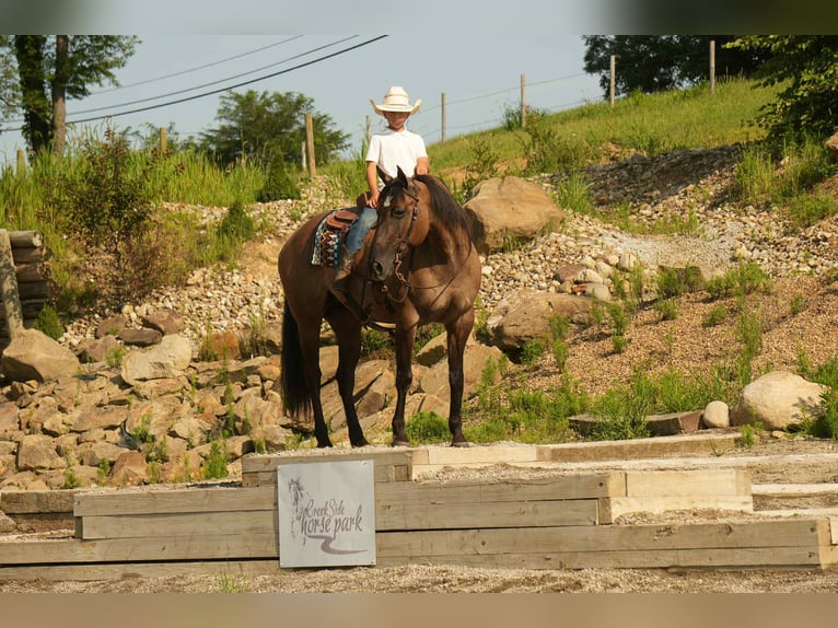American Quarter Horse Stute 13 Jahre 155 cm Grullo in Fresno