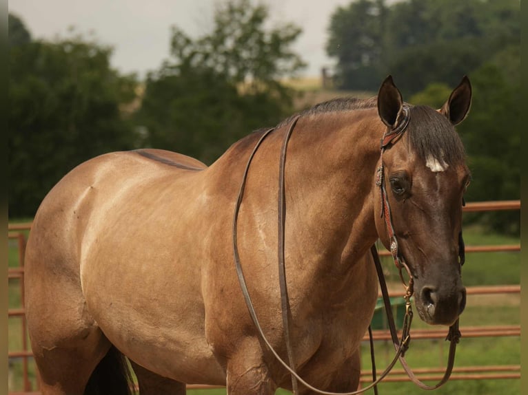 American Quarter Horse Stute 13 Jahre 155 cm Grullo in Fresno