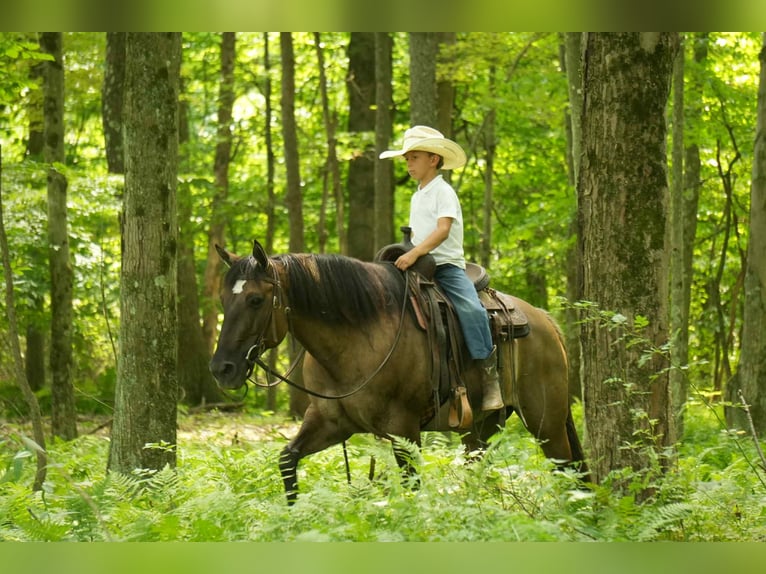 American Quarter Horse Stute 13 Jahre 155 cm Grullo in Fresno