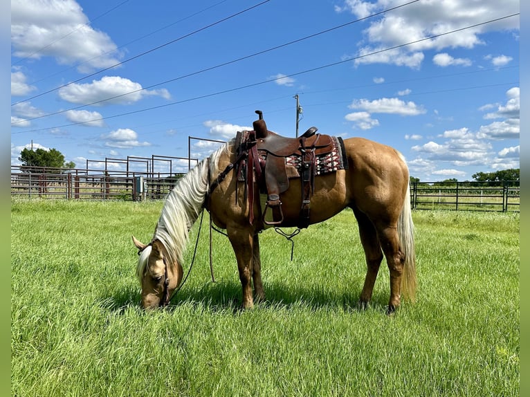 American Quarter Horse Stute 13 Jahre 157 cm Palomino in Cannon Falls, MN