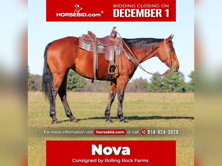 American Quarter Horse Stute 13 Jahre 157 cm Rotbrauner in Clarion