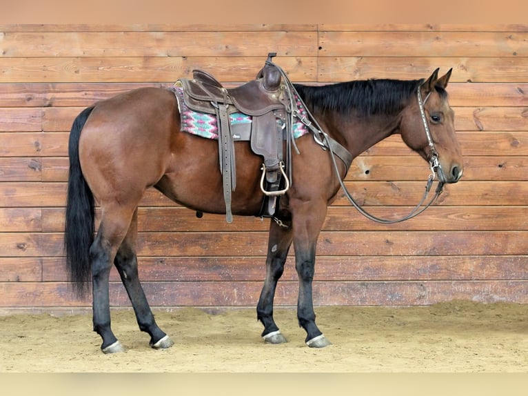 American Quarter Horse Stute 13 Jahre 157 cm Rotbrauner in Clarion