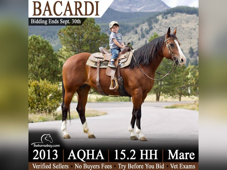 American Quarter Horse Stute 13 Jahre 157 cm Rotbrauner in Fort Collins, CO