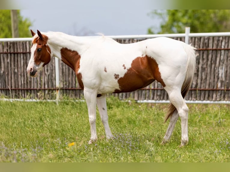 American Quarter Horse Stute 13 Jahre 157 cm Tobiano-alle-Farben in Weatherford TX