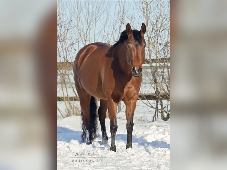 American Quarter Horse Stute 13 Jahre 160 cm Brauner in Scheeßel