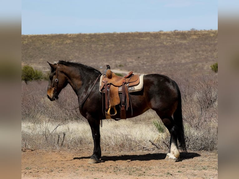 American Quarter Horse Stute 13 Jahre 160 cm Rotbrauner in Camp Verde AZ