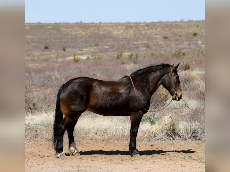 American Quarter Horse Stute 13 Jahre 160 cm Rotbrauner in Camp Verde AZ