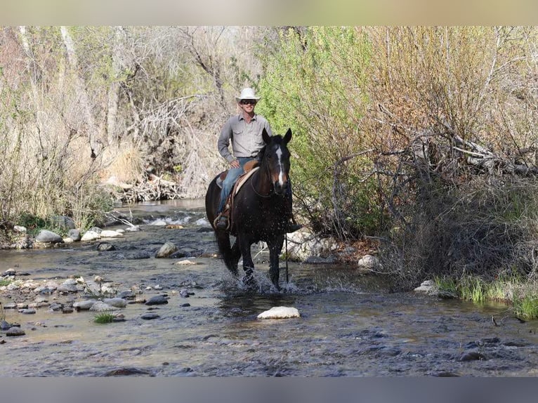 American Quarter Horse Stute 13 Jahre 160 cm Rotbrauner in Camp Verde AZ