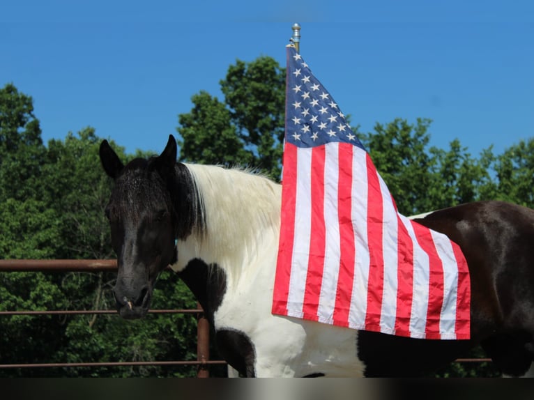 American Quarter Horse Stute 13 Jahre 170 cm Tobiano-alle-Farben in Princeton MO