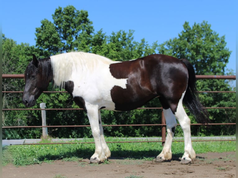 American Quarter Horse Stute 13 Jahre 170 cm Tobiano-alle-Farben in Princeton MO