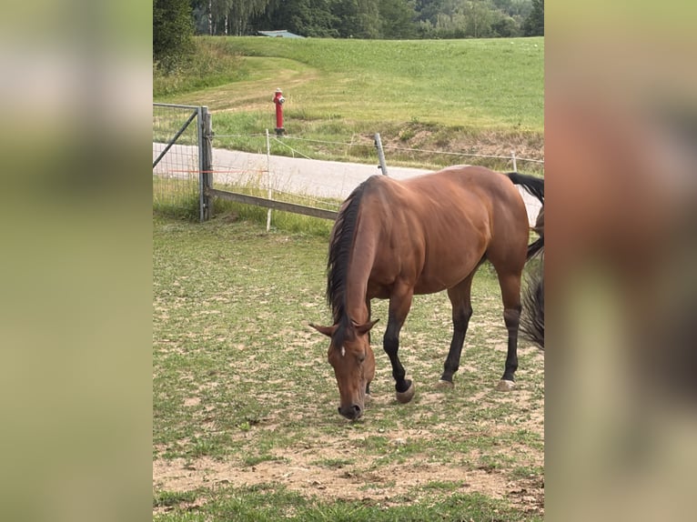 American Quarter Horse Stute 13 Jahre Brauner in Arnbruck