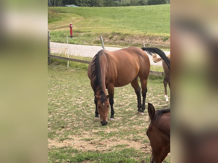 American Quarter Horse Stute 13 Jahre Brauner in Arnbruck
