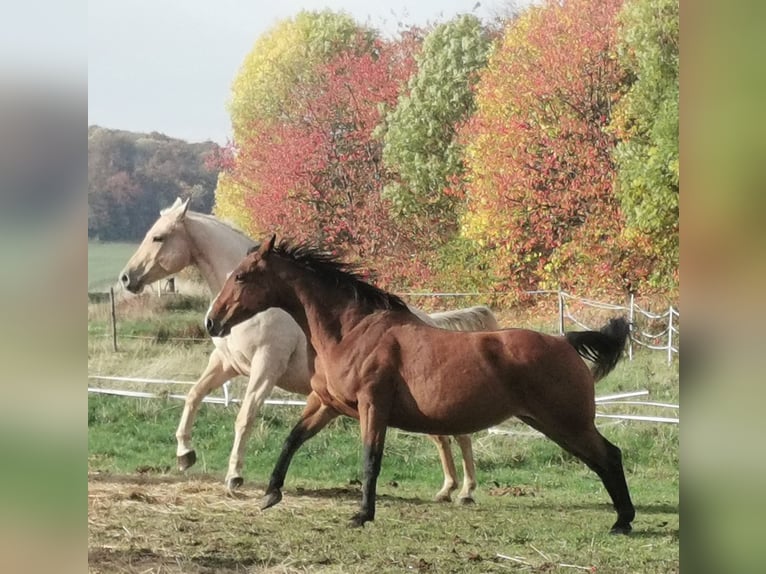 American Quarter Horse Stute 13 Jahre Brauner in Landolfshausen