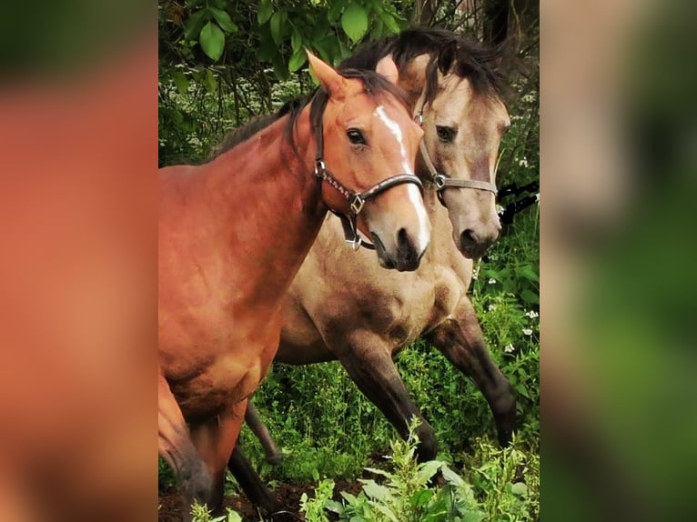 American Quarter Horse Stute 13 Jahre Brauner in Landolfshausen
