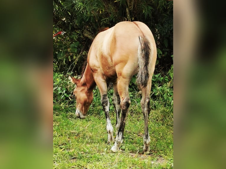American Quarter Horse Stute 13 Jahre Brauner in Landolfshausen