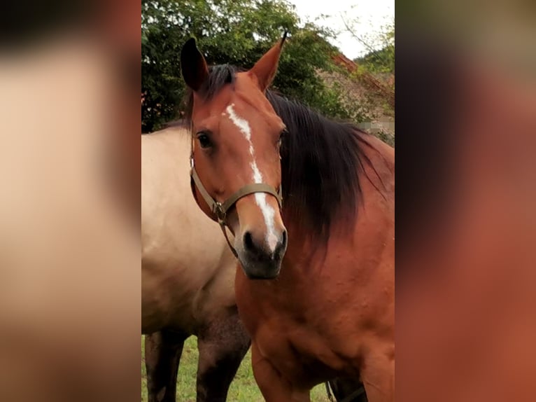 American Quarter Horse Stute 13 Jahre Brauner in Landolfshausen