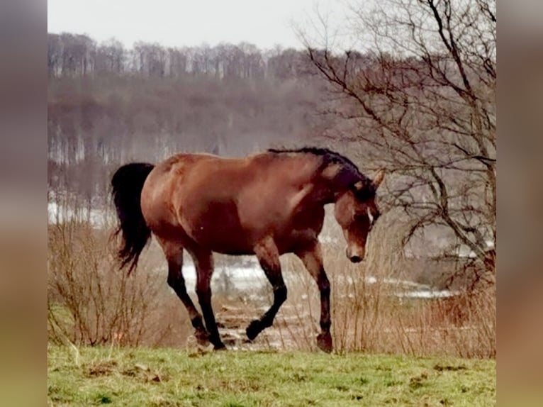 American Quarter Horse Stute 13 Jahre Brauner in Landolfshausen