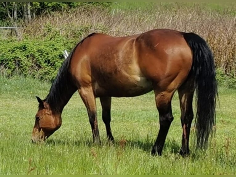 American Quarter Horse Stute 13 Jahre Brauner in Landolfshausen