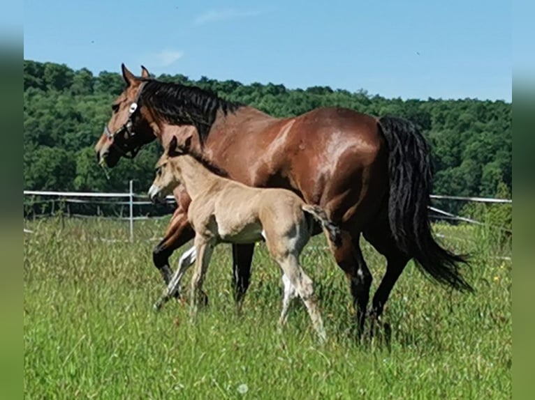 American Quarter Horse Stute 13 Jahre Brauner in Landolfshausen