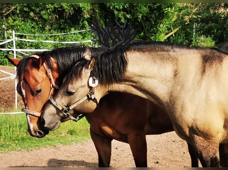 American Quarter Horse Stute 13 Jahre Brauner in Landolfshausen