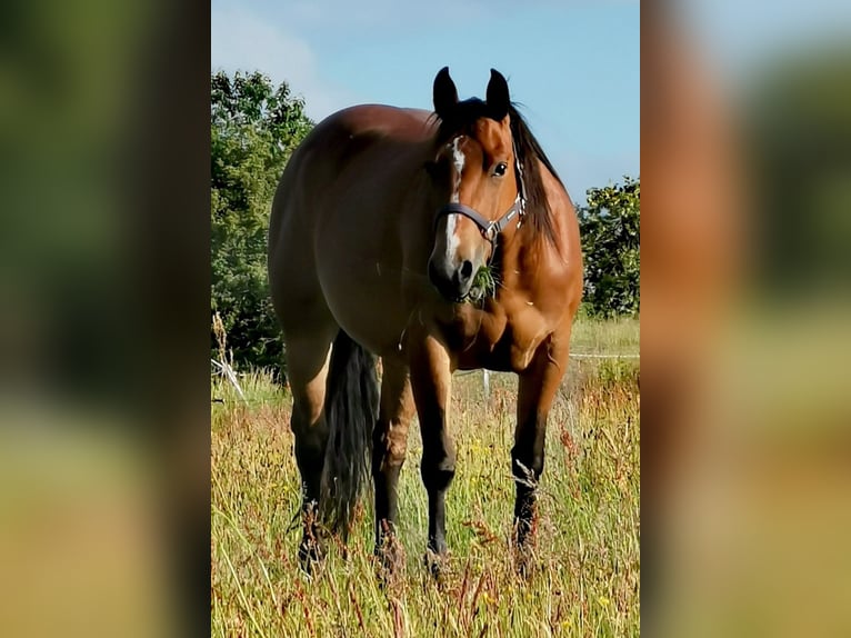 American Quarter Horse Stute 13 Jahre Brauner in Landolfshausen
