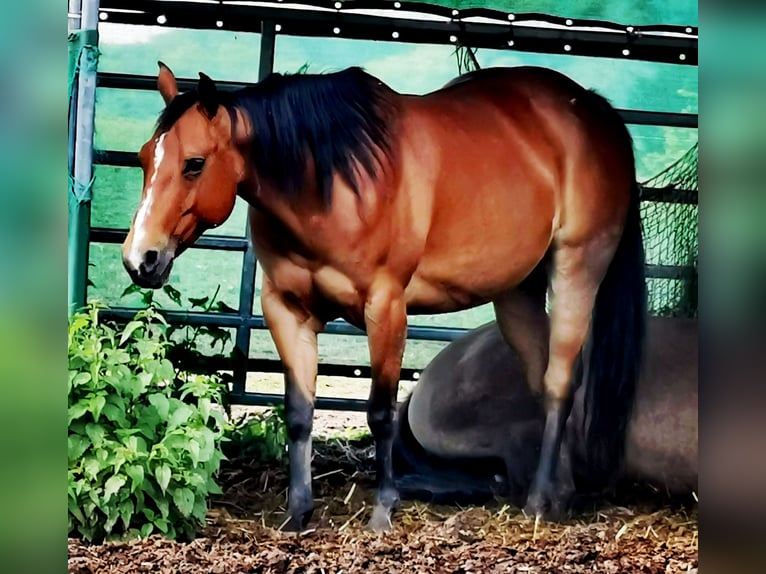 American Quarter Horse Stute 13 Jahre Brauner in Landolfshausen