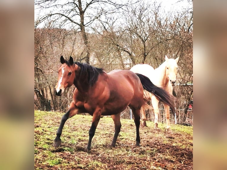American Quarter Horse Stute 13 Jahre Brauner in Landolfshausen