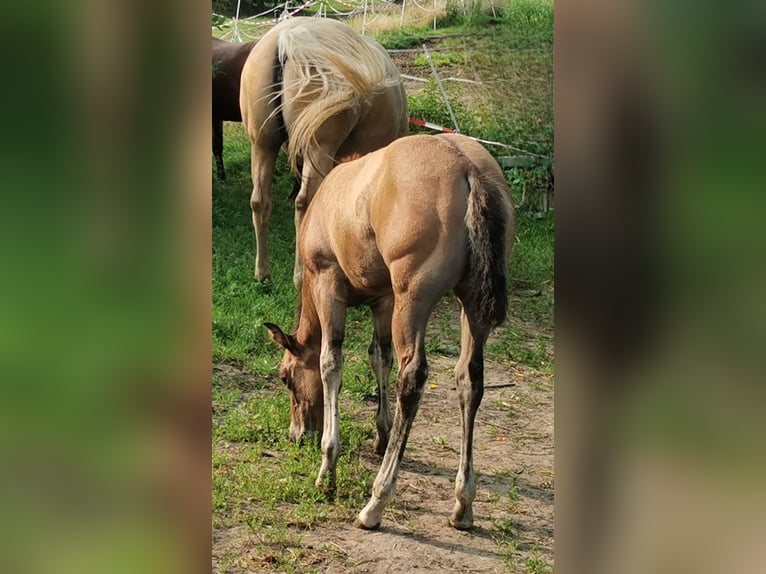 American Quarter Horse Stute 13 Jahre Brauner in Landolfshausen