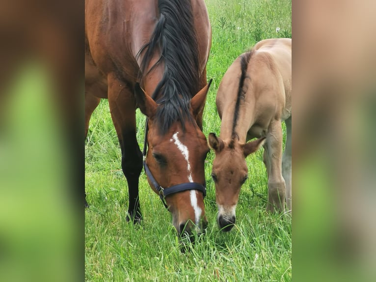 American Quarter Horse Stute 13 Jahre Brauner in Landolfshausen